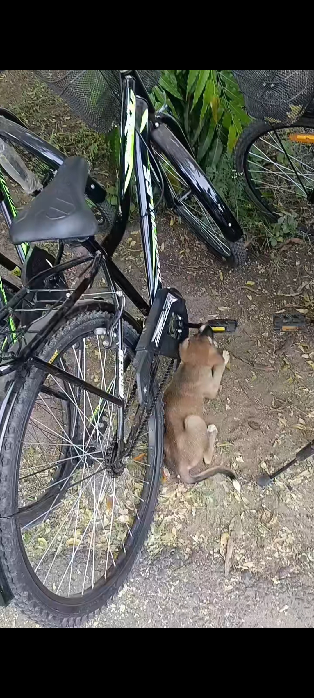 Cycle